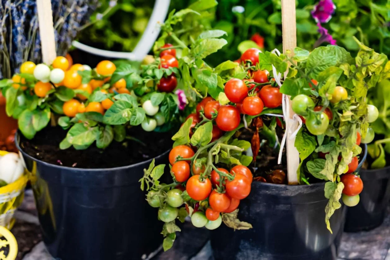 The 5-Minute Garden-programs